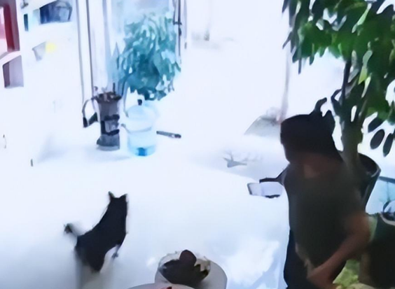 吓坏小孩，养狗人不牵绳引发公愤，孩子被吓坏了