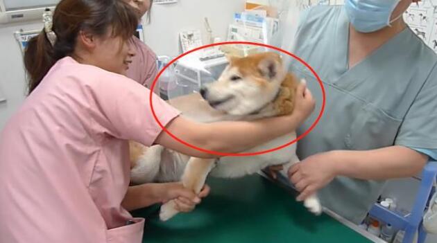主人骗柴犬去打针，看到医生后态度就变了，狗：我要回家