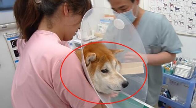 主人骗柴犬去打针，看到医生后态度就变了，狗：我要回家