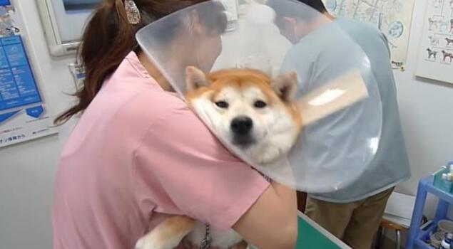 主人骗柴犬去打针，看到医生后态度就变了，狗：我要回家
