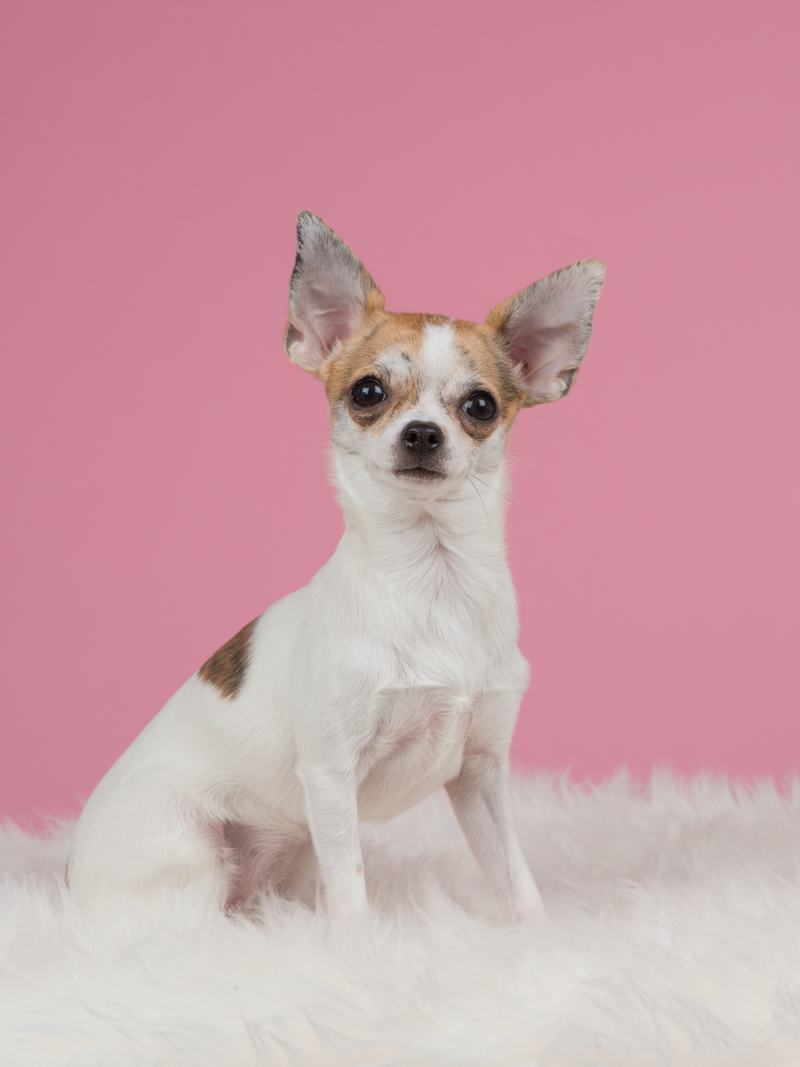 世界十大名贵犬