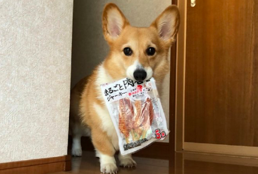 柯基把藏的零食叼了出来，可怜楚楚地看着主人：咱各一半行不？