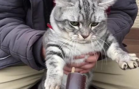 柯基偷吃猫咪的零食，小猫咪嫌弃的眼神让主人都笑了！