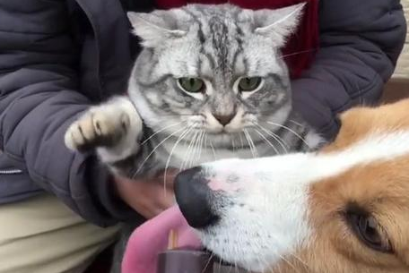 柯基偷吃猫咪的零食，小猫咪嫌弃的眼神让主人都笑了！