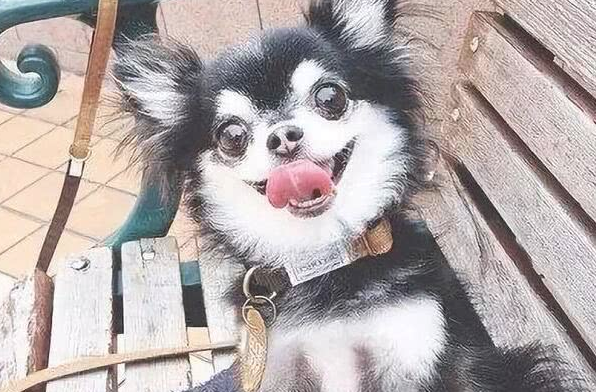 二哈和吉娃娃一见钟情，生出去的小奶狗，看起来太逗比了！