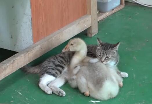 小猫夭折，猫妈妈收小鹅当孩子，甚至不惜跟大狗拼命