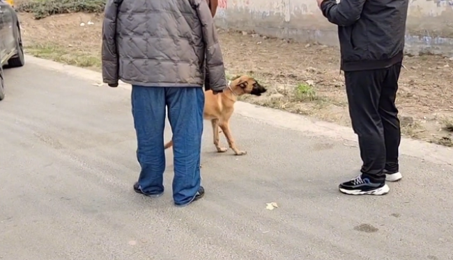 瘦马犬可怜巴巴地看着大叔，可最后还是350块被卖给了狗贩子