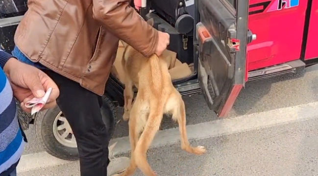 瘦马犬可怜巴巴地看着大叔，可最后还是350块被卖给了狗贩子
