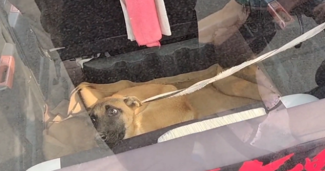 瘦马犬可怜巴巴地看着大叔，可最后还是350块被卖给了狗贩子