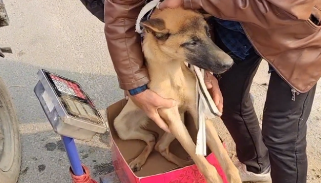 瘦马犬可怜巴巴地看着大叔，可最后还是350块被卖给了狗贩子