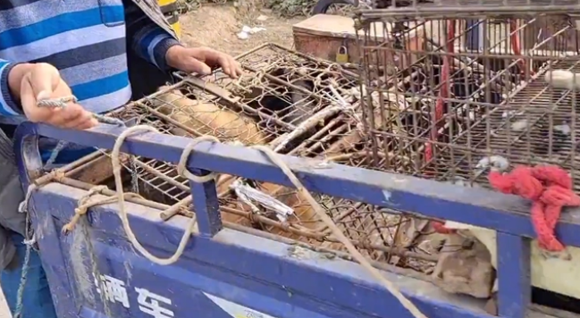 瘦马犬可怜巴巴地看着大叔，可最后还是350块被卖给了狗贩子