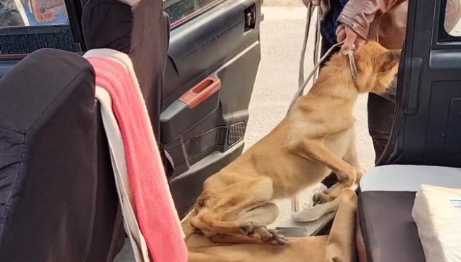 瘦马犬可怜巴巴地看着大叔，可最后还是350块被卖给了狗贩子