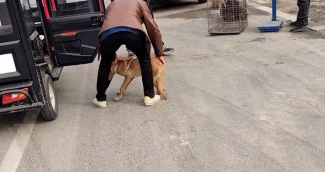 瘦马犬可怜巴巴地看着大叔，可最后还是350块被卖给了狗贩子