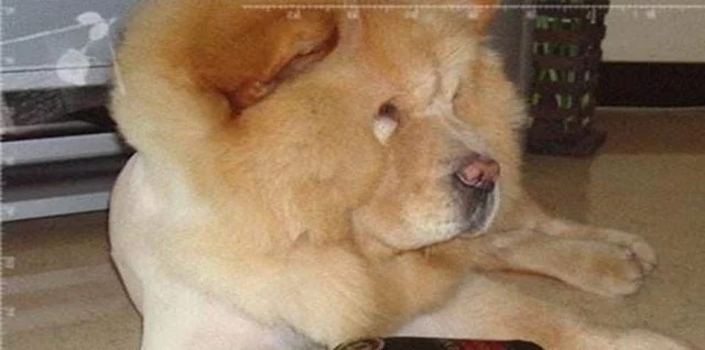 泰迪犬凶吗 | 超级怕水的泰迪，一说洗澡就凶的像只藏獒，每次都得带防护手套！