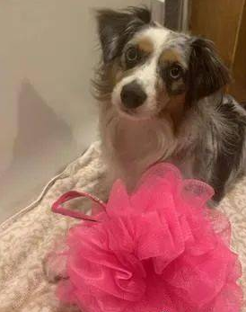 德牧犬反感洗澡的时候屁股湿掉，竟在浴盆里打开大绝技......