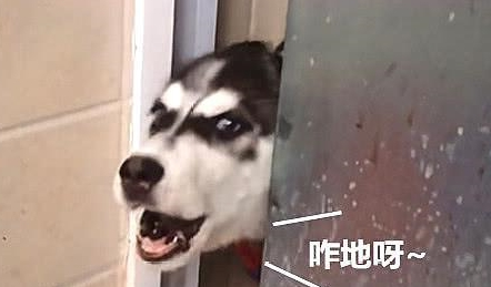 主人正在洗澡，二哈悄悄的冲了进来，对主人一阵“大骂”