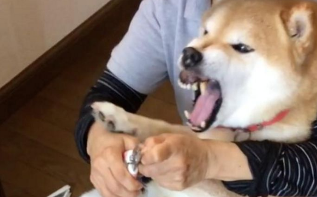 柴犬剪指甲全程狂叫，主人家看透后爱理不理，狗界金马影帝激情片段过重