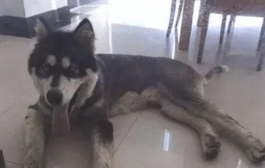 哈士奇乡村被中华田园犬“欺压”生下狗子颜值高！