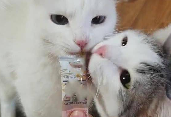 两只猫抢零食吃，随后的画面令人笑喷，猫：哎，咬到我舌头了