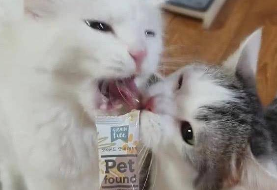 两只猫抢零食吃，随后的画面令人笑喷，猫：哎，咬到我舌头了