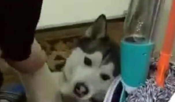 每一次要给家中的哈士奇洗澡时，二哈便会变为这副模样，主人家笑喷