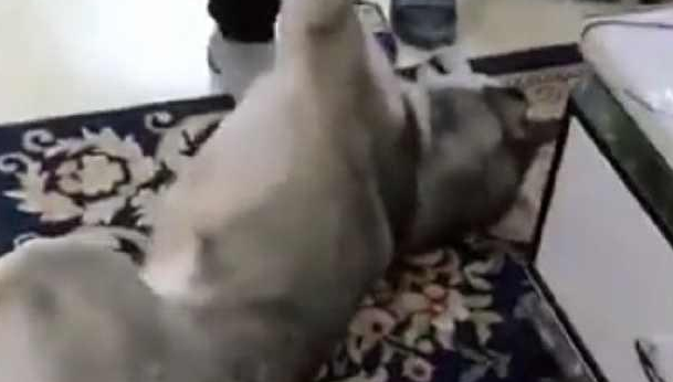 每一次要给家中的哈士奇洗澡时，二哈便会变为这副模样，主人家笑喷