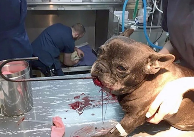 11岁的萌宝斗牛犬由于它基本上狗命不保，出门时小狗要关紧