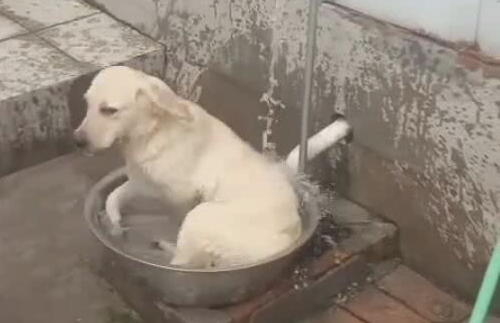 刚加水洗床单，狗狗抢先一步，在水中摇摆，像无比儿时的你