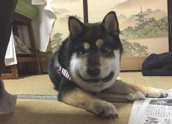 狗狗追求毒蝎子却被暴打，送到医院后肿成猪脑壳，主人仍在一旁笑