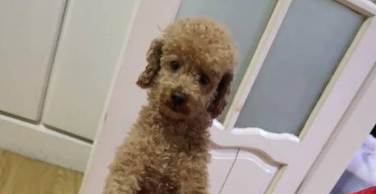 泰迪犬迎来了一位新的朋友，它是只玩具的小猪，它俩的关系非常好
