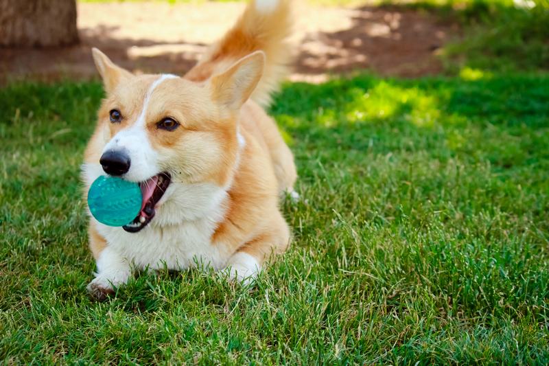 爱斯基摩犬品种介绍：优雅与忠诚的完美结合