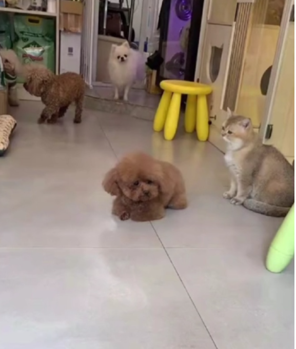 送泰迪去宠物店洗澡，接它时狗子眼泪快出来了：麻麻怎么还不来接我…