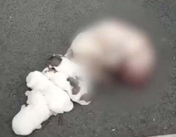 芜湖一学校保安打死喂奶狗妈妈，校方:存在咬人隐患