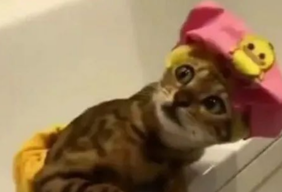 猫咪准备洗澡时，主人突然有急事离开，随后猫咪小表情笑翻网友