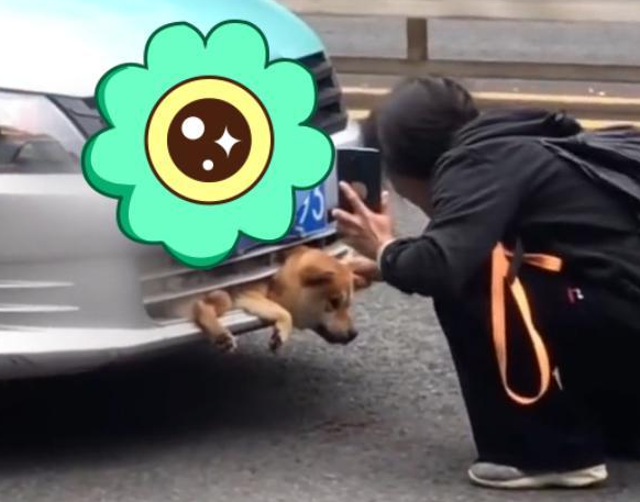 云南：宠物狗被撞进汽车保险杠，主人难受痛哭