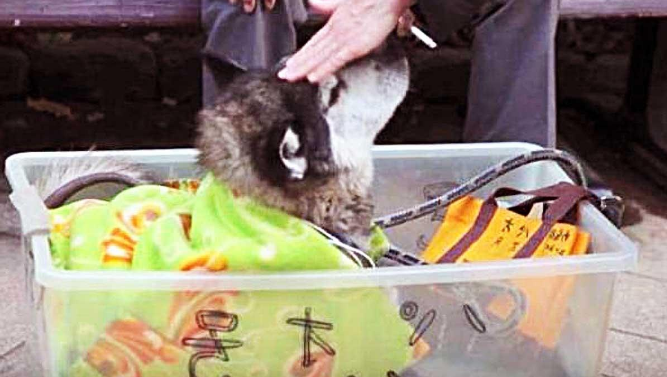 老狗无法行走，80岁老人为它制作“神器”，每天坚持带它出来散步