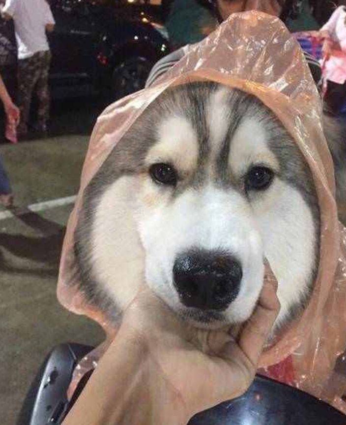 主人宁愿自己淋雨，也要给狗狗穿雨衣，真相让铲屎官们感同身受
