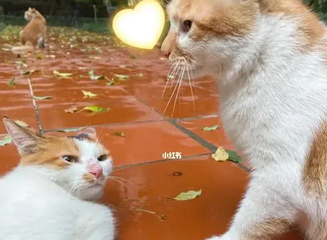 猫咪最怕水进耳朵里 | 帮喵星人洗澡，怕它耳朵会进水，于是想到用这方法