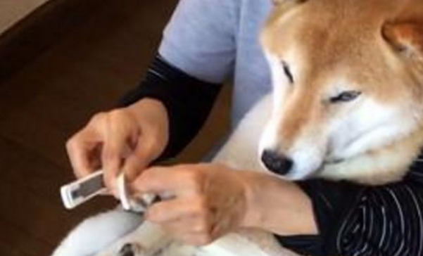 柴犬剪指甲全程狂叫，主人家看透后爱理不理，狗界金马影帝激情片段过重