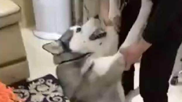 每一次要给家中的哈士奇洗澡时，二哈便会变为这副模样，主人家笑喷