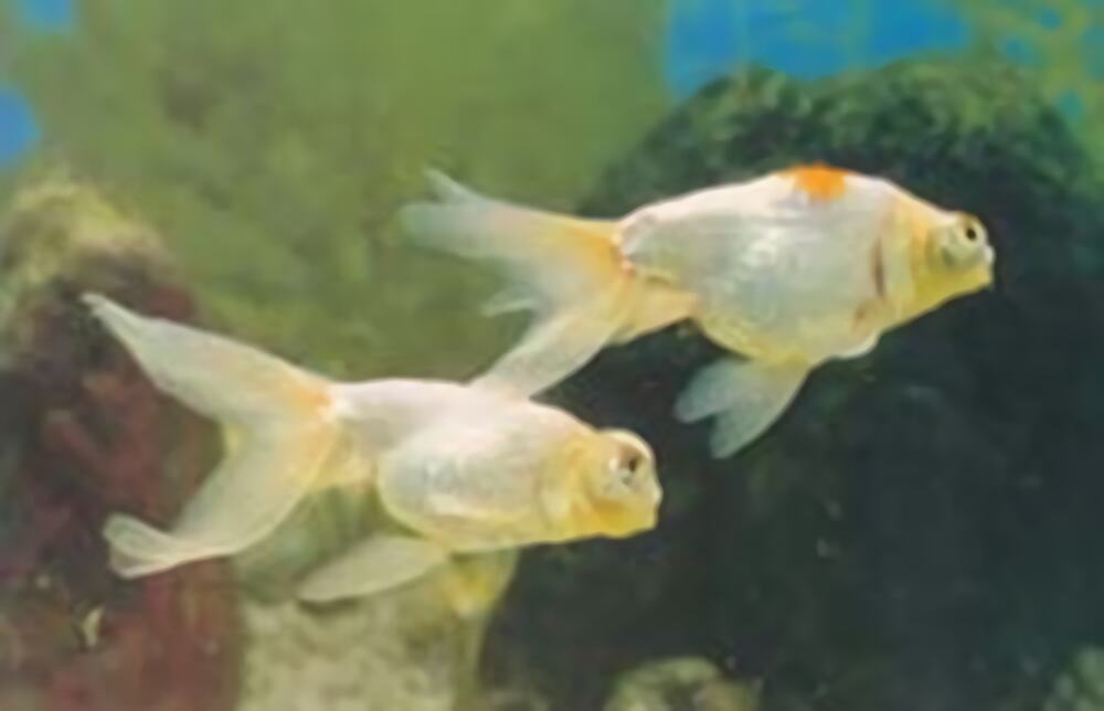 拉普猫品种介绍，拉普是啥